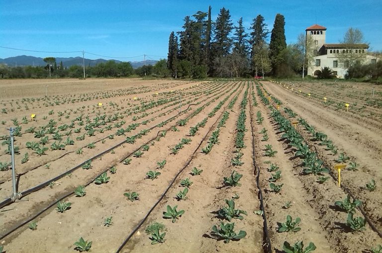 field trials - Fertilizers show-Research and Development - Axeb -European projects - Conferences-China-Shara Expo-Adjuvants-biostimulants-specialized fertilizers-plant nutrition-yields-sustainable agriculture-productive agriculture-optimize crop yields-sustainable farms-fertilizers-Axeb-Research-Special Fertilizers-humic-foliar