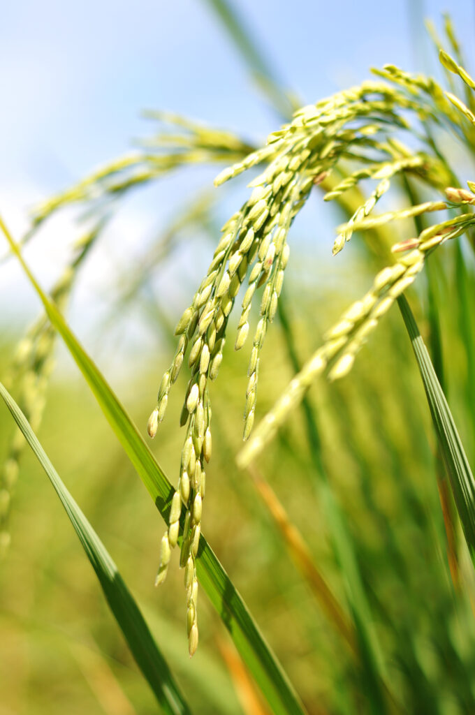 Optimizing Rice Performance