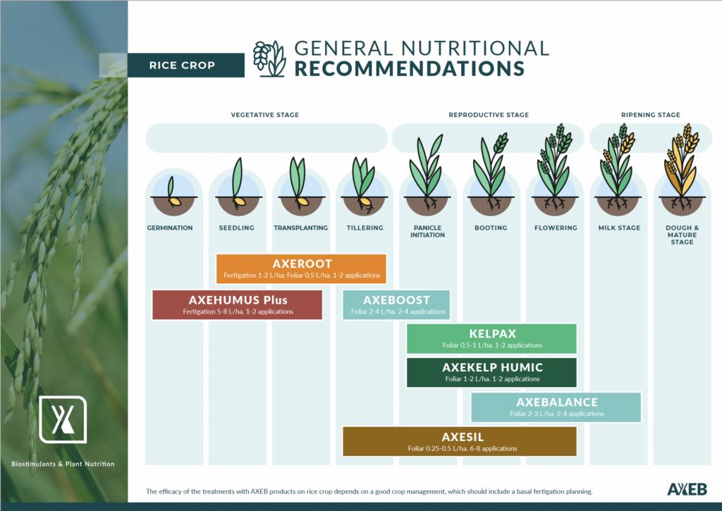 Optimizing Rice Performance